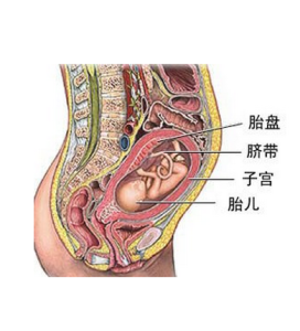 胎盤屏障 胎盤屏障