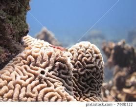 線珊瑚