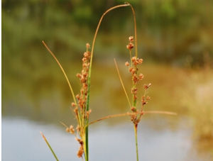 華東藨草 華東藨草