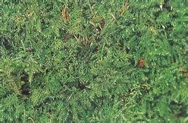 綠色小梳蘚 綠色小梳蘚