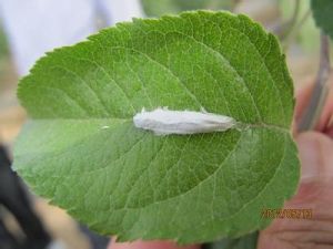 蘋果綿粉蚧 蘋果綿粉蚧