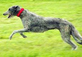 蘇格蘭獵鹿犬
