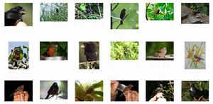 小籽雀屬 小籽雀屬