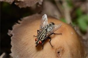 日本纖寄蠅 日本纖寄蠅