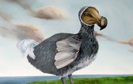 模里西斯的國鳥：滅絕的渡渡鳥