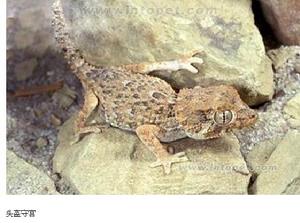 頭盔守宮 頭盔守宮