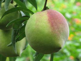 開遠蜜桃 開遠蜜桃