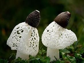 宜賓竹蓀 宜賓竹蓀