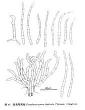 美孢鏈膝藻 美孢鏈膝藻