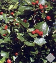 裂葉山楂 裂葉山楂