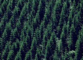 針葉林 針葉林