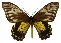 鳥翼裳鳳蝶(圖2-雌蝶)