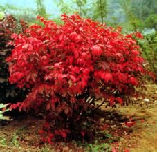 秀英衛矛 秀英衛矛