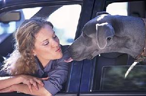 （圖）別讓狗的舌頭碰到家裡的嬰兒