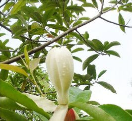 石碌含笑 石碌含笑