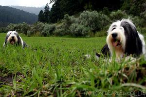 古代長須牧羊犬