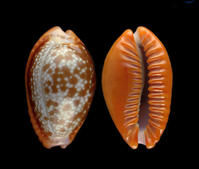 棗紅眼球貝 棗紅眼球貝