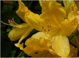 彎月杜鵑 彎月杜鵑