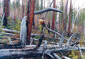 通古斯事件之謎 通古斯事件之謎