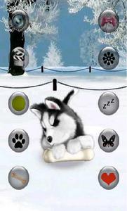 會說話的哈士奇狗 會說話的哈士奇狗