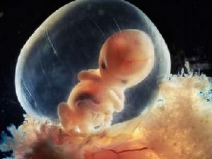 八周大的胎兒