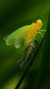 蛻變[漢語詞語]