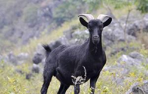 火紅黑山羊 火紅黑山羊