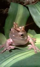 黑眉樹蛙 黑眉樹蛙