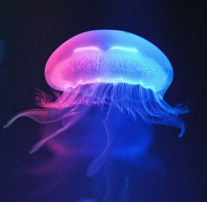 彩色水母 彩色水母