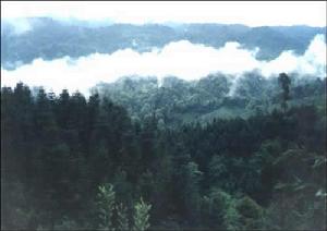 金城山森林公園