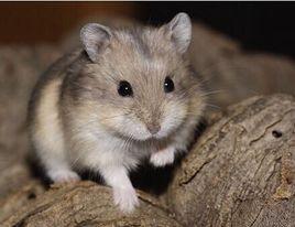 紫衣倉鼠 紫衣倉鼠