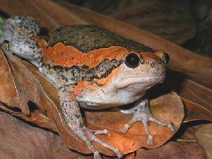 花狹口蛙 花狹口蛙