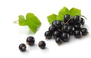 黑加倫紅 黑加倫紅