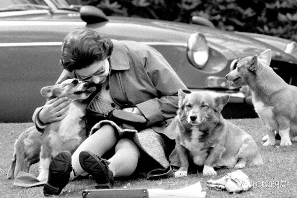 1933年，溫莎家族有了第一隻柯基犬