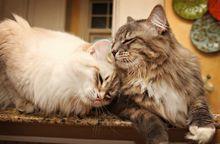 西伯利亞貓夫婦