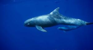 侏虎鯨 侏虎鯨