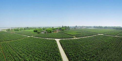 安仁葡萄生產情況