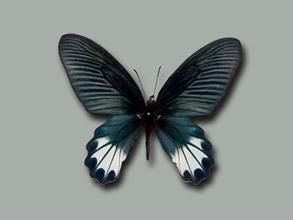 瓦曙鳳蝶 瓦曙鳳蝶