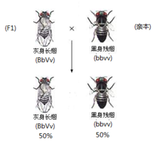 果蠅的完全連鎖