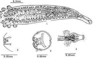 鉤鋏蟲屬 鉤鋏蟲屬