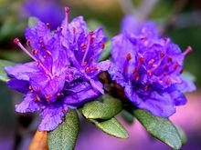 紫藍杜鵑