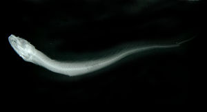 貢氏孔鼬魚 貢氏孔鼬魚