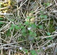 蕁麻葉母草 蕁麻葉母草