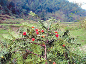 紅豆杉