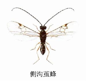 側溝綠繭蜂 側溝綠繭蜂