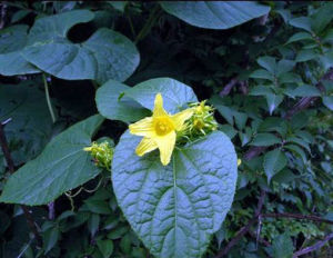 麗江赤瓟（原變種）
