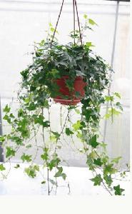 北京嘉和天美花卉設計有限公司 北京嘉和天美花卉設計有限公司