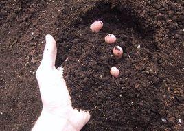 土壤形成 土壤形成