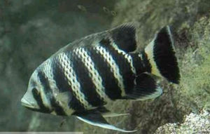 布氏尖棘鯛 布氏尖棘鯛