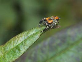 暗寬胸蠅虎 暗寬胸蠅虎